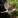 Pink pigeon ecotourism